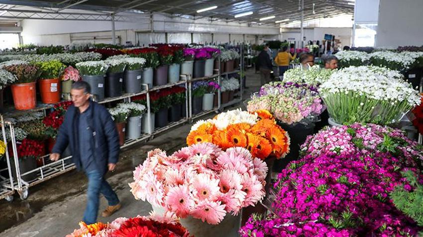 Satışlar 3 kat arttı! İzmir'den tüm Türkiye'ye gönderiliyor: Tam 8 milyon dal yola çıktı