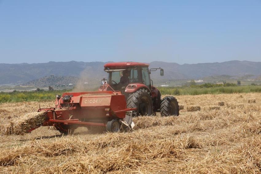Aydın'da hasat başladı! Geçen yıl 150 liraydı, bu yıl 300 liraya yükseldi