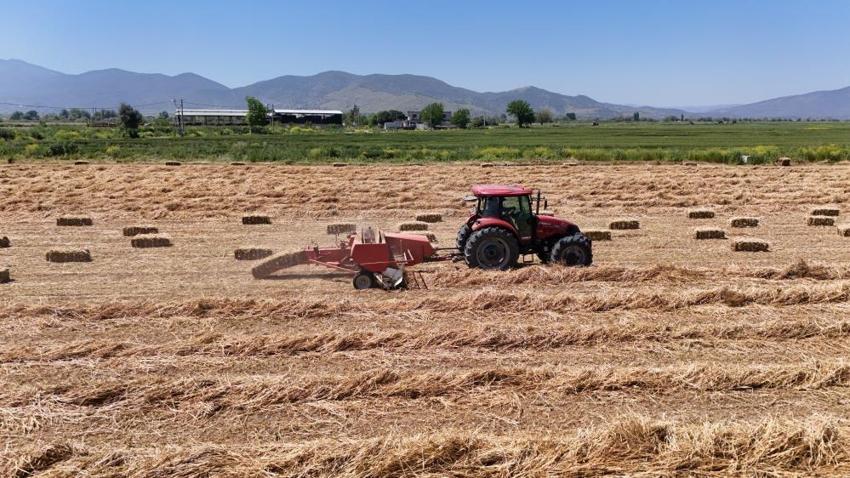 Aydın'da hasat başladı! Geçen yıl 150 liraydı, bu yıl 300 liraya yükseldi