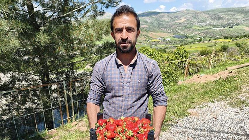 Batman'da Sason çileğinde hasat başladı! Kilosu altın değerinde: Rekor verim bekleniyor
