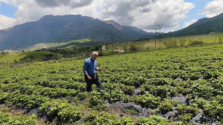Batman'da Sason çileğinde hasat başladı! Kilosu altın değerinde: Rekor verim bekleniyor