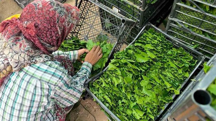 Üzümden önce parası geldi: Manisa'da kilosu 100 liradan kapış kapış gidiyor!