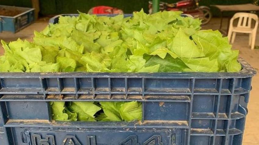 Üzümden önce parası geldi: Manisa'da kilosu 100 liradan kapış kapış gidiyor!
