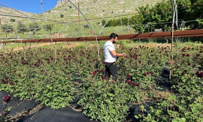 Şanlıurfa'da hasat başladı: Karagül için ayrılan binlerce metrekarede çalışmalar yapılıyor