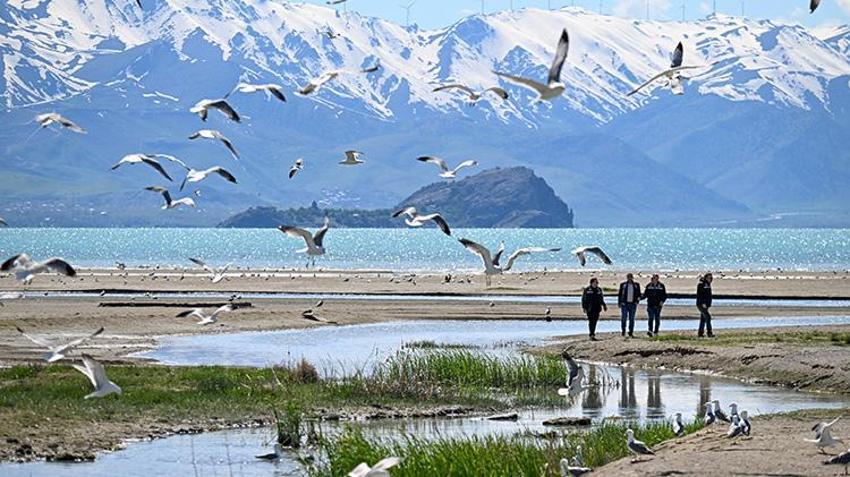 Van'da milyonlarca balık tatlı sulara akın ediyor! Denetimler en üst seviyeye çıkarıldı