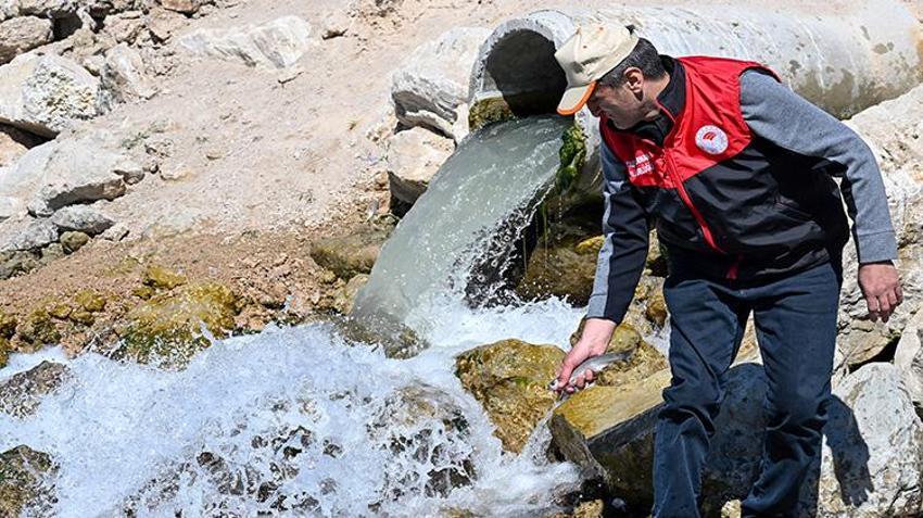 Van'da milyonlarca balık tatlı sulara akın ediyor! Denetimler en üst seviyeye çıkarıldı