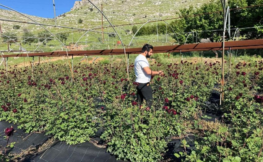 Sabun, kolonya, gülsuyu ve kozmetik ürünlerinde kullanılıyor! Halfeti'de karagül hasadı başladı