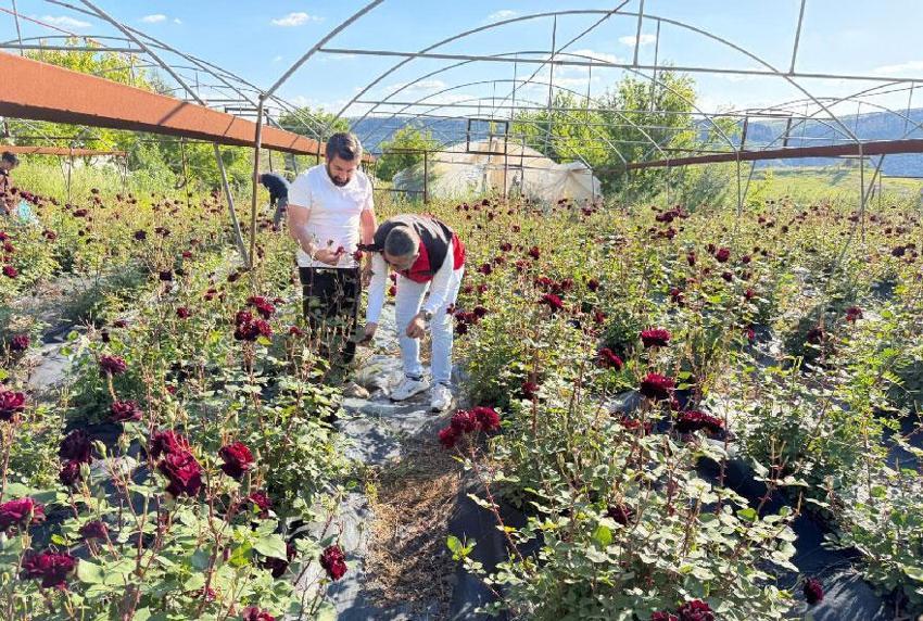 Sabun, kolonya, gülsuyu ve kozmetik ürünlerinde kullanılıyor! Halfeti'de karagül hasadı başladı