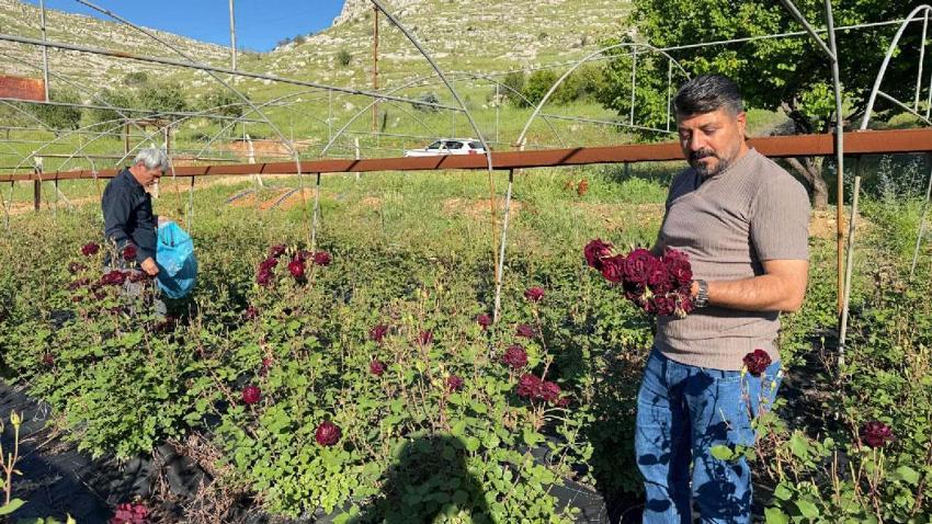 Sabun, kolonya, gülsuyu ve kozmetik ürünlerinde kullanılıyor! Halfeti'de karagül hasadı başladı