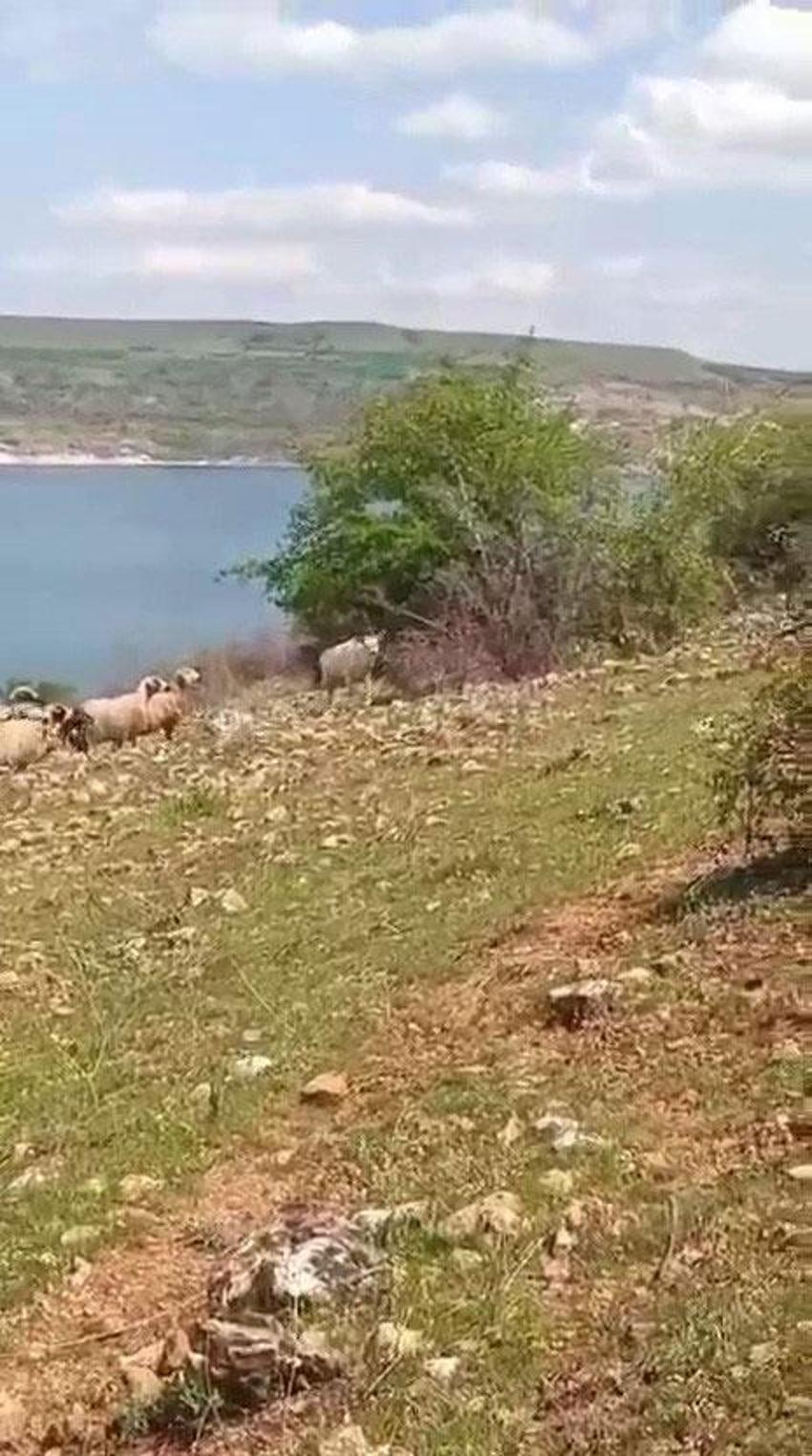 Ağın'da beyaz ala geyik bu kez koyun sürüsünde görüldü