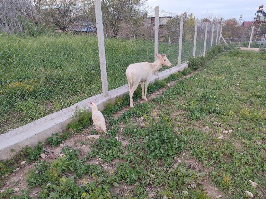Ağın'da beyaz ala geyik bu kez koyun sürüsünde görüldü