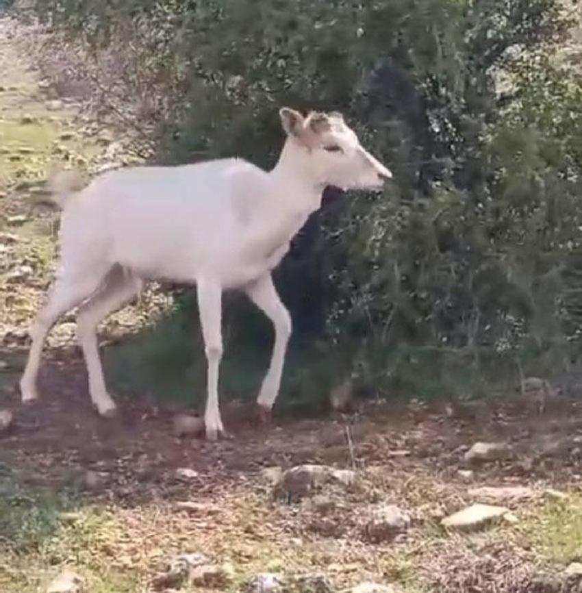 Ağın'da beyaz ala geyik bu kez koyun sürüsünde görüldü