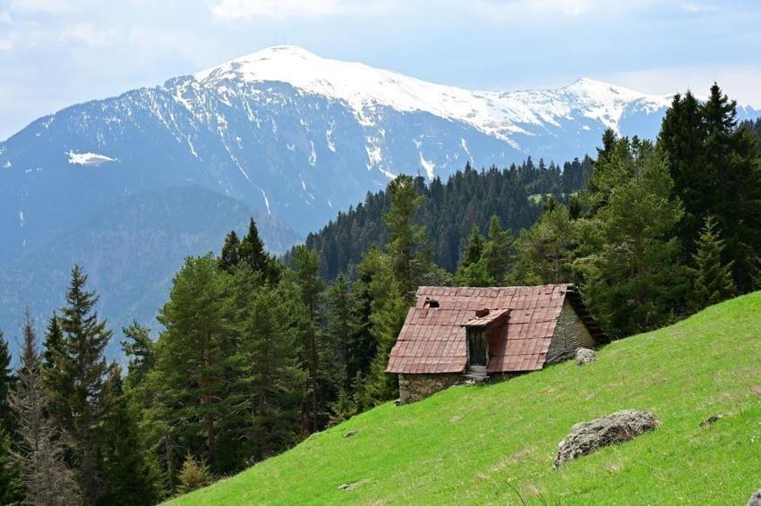 Gümüşhane'de 12 kilometrede fark ettiler: Kar altından bahara yolculuk!