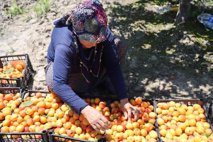 Adana'da altın değerinde ilk hasat başladı! Kilosu 80 TL’den satılıyor! Ürünler dalında kapışılıyor