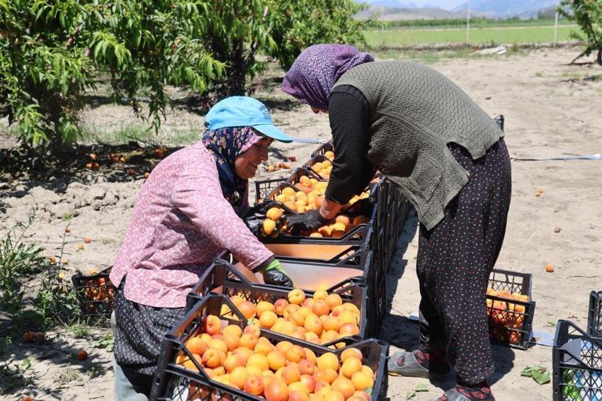 Adana'da altın değerinde ilk hasat başladı! Kilosu 80 TL’den satılıyor! Ürünler dalında kapışılıyor