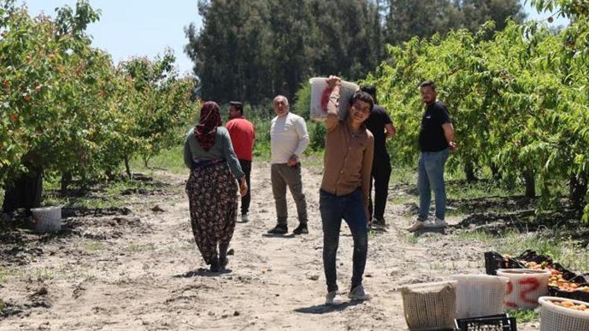 Adana'da altın değerinde ilk hasat başladı! Kilosu 80 TL’den satılıyor! Ürünler dalında kapışılıyor