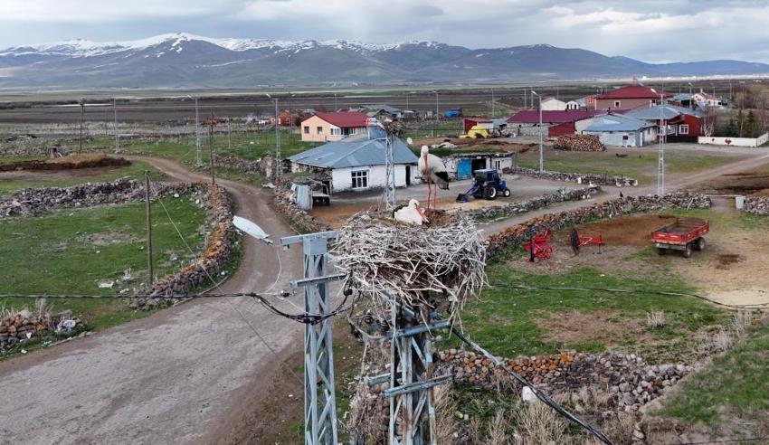 Fotoğrafçılar buraya akın ediyor! Bu köyde leylekler evlerin çatısını mesken tuttu: 30 yuva, 180 misafirlerin leylek nöbeti başladı
