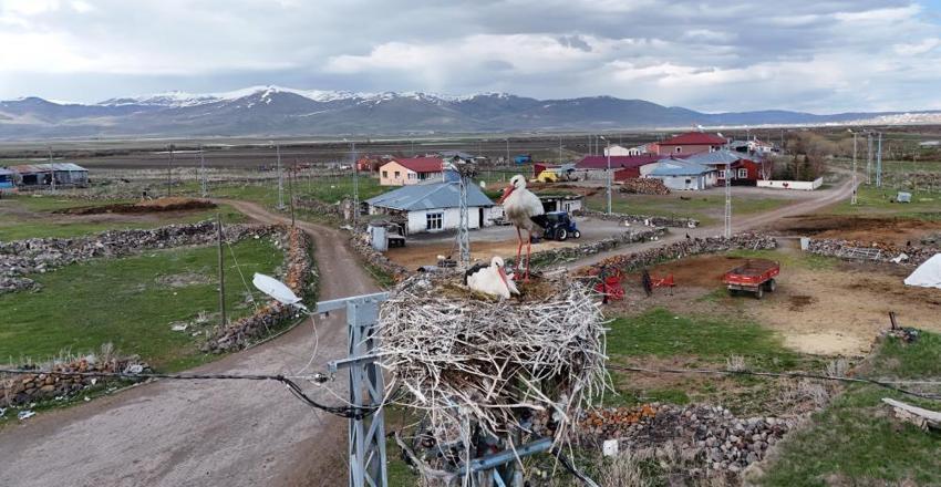 Fotoğrafçılar buraya akın ediyor! Bu köyde leylekler evlerin çatısını mesken tuttu: 30 yuva, 180 misafirlerin leylek nöbeti başladı