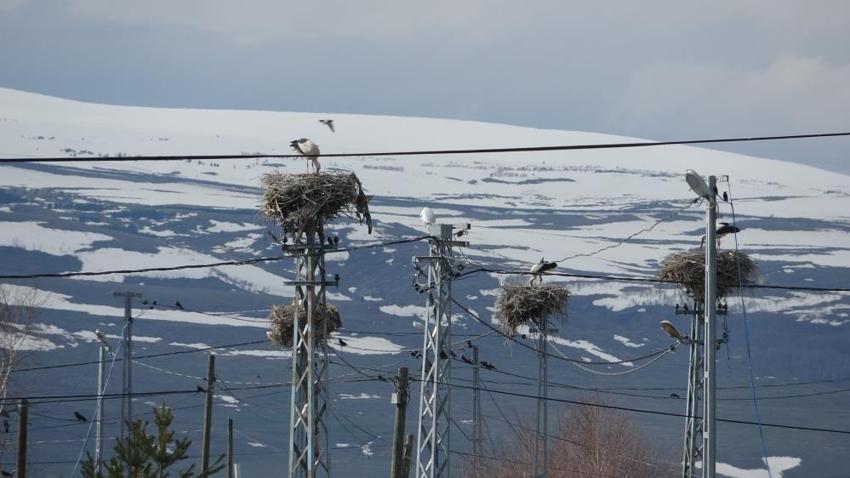 Fotoğrafçılar buraya akın ediyor! Bu köyde leylekler evlerin çatısını mesken tuttu: 30 yuva, 180 misafirlerin leylek nöbeti başladı
