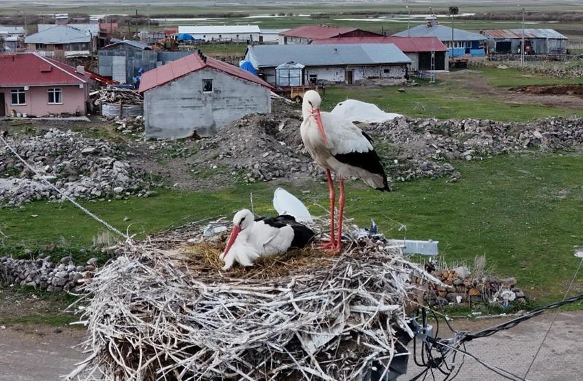 Fotoğrafçılar buraya akın ediyor! Bu köyde leylekler evlerin çatısını mesken tuttu: 30 yuva, 180 misafirlerin leylek nöbeti başladı