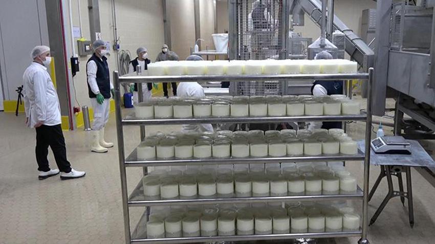 Erzincan'da günlük 45 bin litre süt peynir ve tereyağına dönüşüyor: Bin 200 çiftçiye gelir sağlıyor!