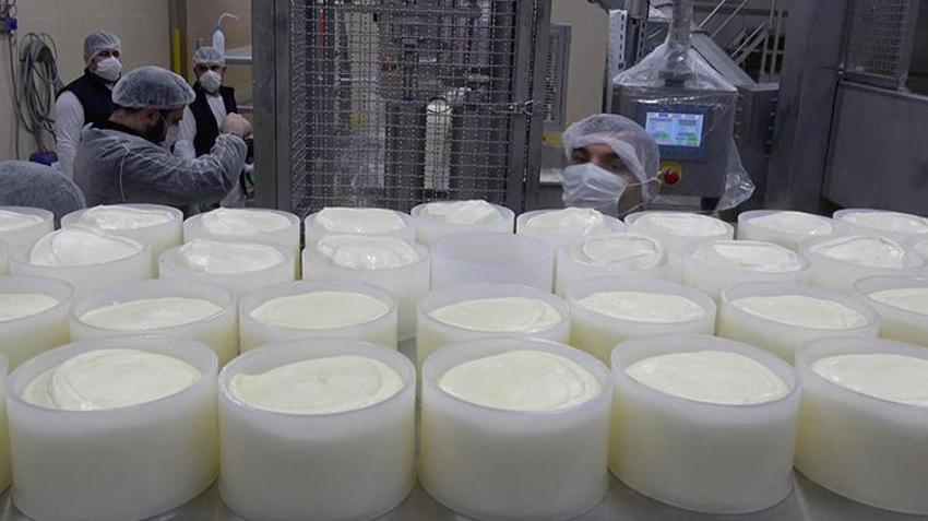 Erzincan'da günlük 45 bin litre süt peynir ve tereyağına dönüşüyor: Bin 200 çiftçiye gelir sağlıyor!