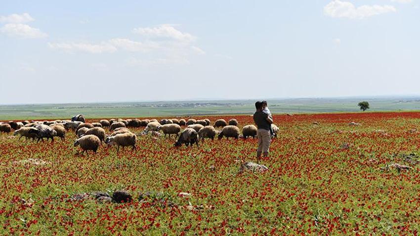Şanlıurfa'da gelincik tarlaları kırmızıya büründü: Ziyaretçi akınına uğruyor