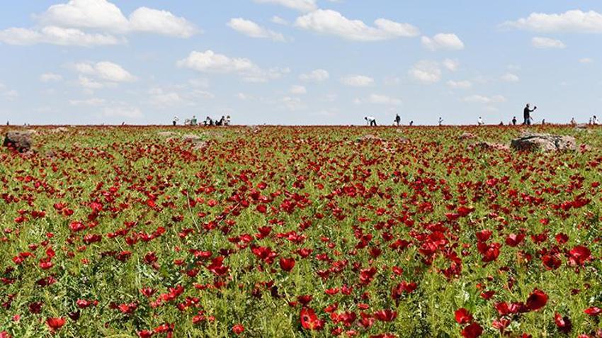 Şanlıurfa'da gelincik tarlaları kırmızıya büründü: Ziyaretçi akınına uğruyor