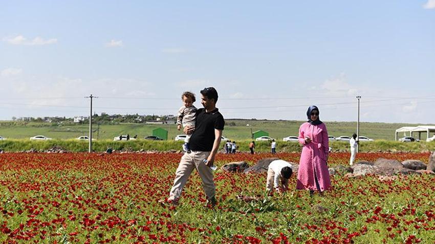 Şanlıurfa'da gelincik tarlaları kırmızıya büründü: Ziyaretçi akınına uğruyor