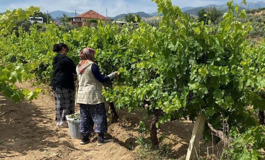 Manisa'da asıl parayı yaprak kazandırıyor! Kilosu aile bütçesine direkt etki ediyor