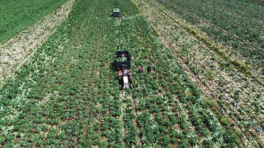 Samsun'da tarlada kilosu 15 lira! Dev hasatta sona gelindi: Yurt içi ve yurt dışından talep yağıyor