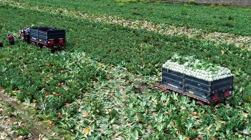 Samsun'da tarlada kilosu 15 lira! Dev hasatta sona gelindi: Yurt içi ve yurt dışından talep yağıyor