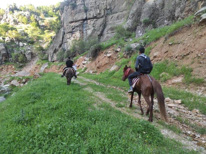 Sarp kayalıklarda yetişiyor! Katırlarla çıkıp topluyorlar: Köylünün yeni kazanç kapısı oldu, talep yağıyor!