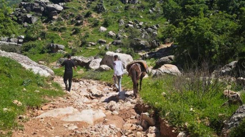 Sarp kayalıklarda yetişiyor! Katırlarla çıkıp topluyorlar: Köylünün yeni kazanç kapısı oldu, talep yağıyor!