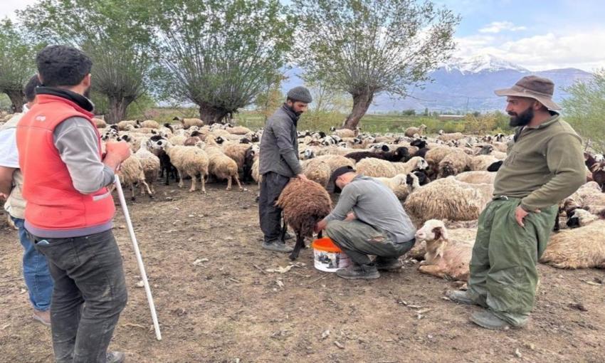 Asgari ücretle çobanlığa başladılar: Erzincan'a Afganistan'dan getirildi