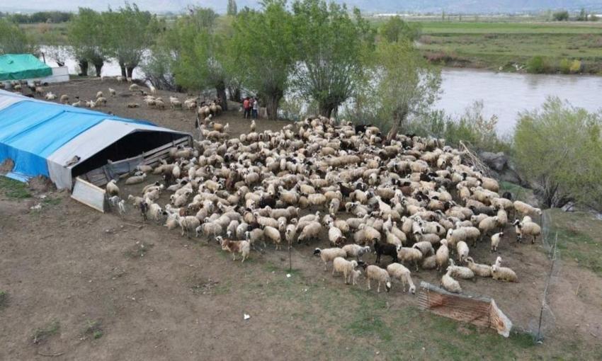 Asgari ücretle çobanlığa başladılar: Erzincan'a Afganistan'dan getirildi
