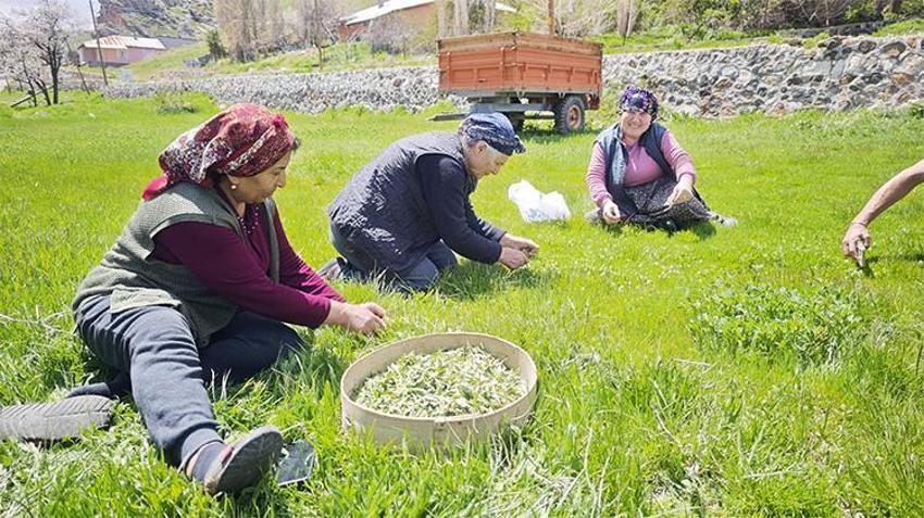 Bedavadan para kazanıyorlar! Yabani otların arasından jilet yardımıyla tek tek topluyorlar