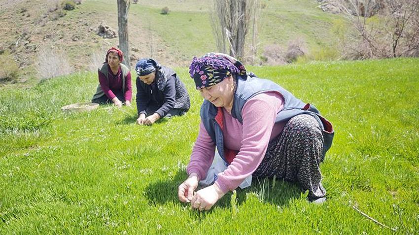 Bedavadan para kazanıyorlar! Yabani otların arasından jilet yardımıyla tek tek topluyorlar