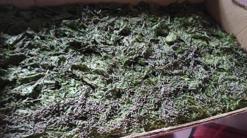 Batman'da bu işe talep patladı! 40 günde 350 bin TL kazandırıyor: 300 ailenin gelir kapısı oldu