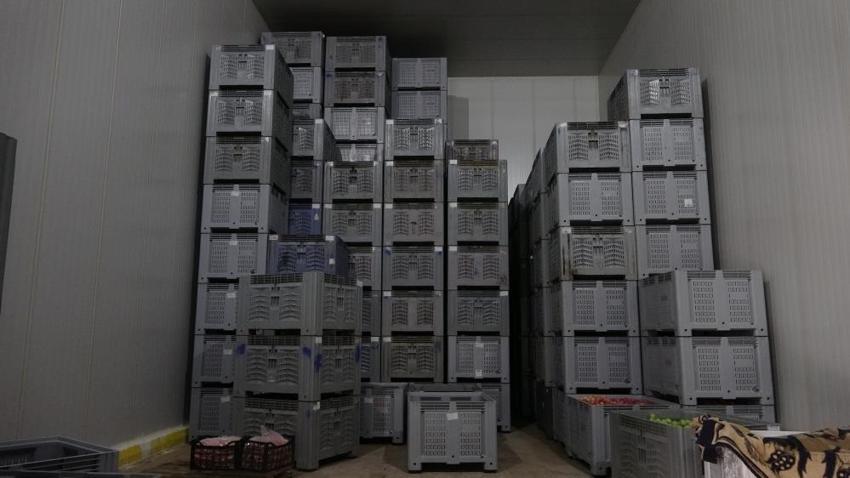Elma üreticisi için geri sayım başladı! Kilosu 40 TL ama alıcı yok: 1 ay içinde satılmazsa hepsi çöp olacak
