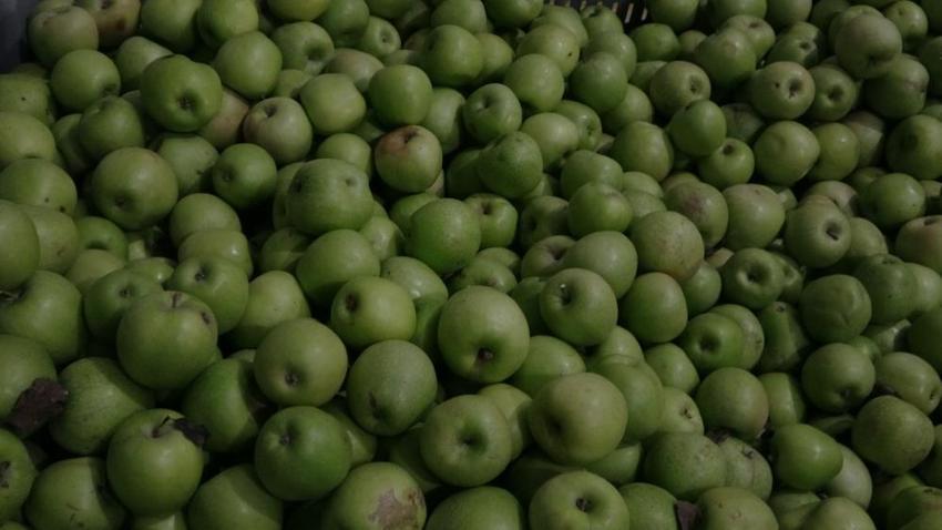 Elma üreticisi için geri sayım başladı! Kilosu 40 TL ama alıcı yok: 1 ay içinde satılmazsa hepsi çöp olacak