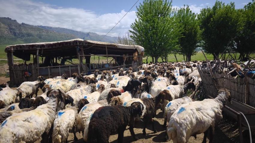 Şırnak'ta göçerler yüzyıllık gelenek için bir araya geldi: 400 hayvan el birliğiyle kırkıldı! Sadece iş değil, gönül birliği oldu