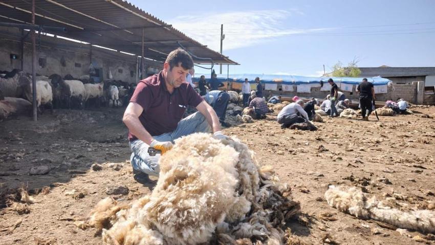 Şırnak'ta göçerler yüzyıllık gelenek için bir araya geldi: 400 hayvan el birliğiyle kırkıldı! Sadece iş değil, gönül birliği oldu