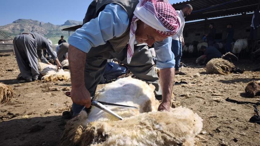 Şırnak'ta göçerler yüzyıllık gelenek için bir araya geldi: 400 hayvan el birliğiyle kırkıldı! Sadece iş değil, gönül birliği oldu