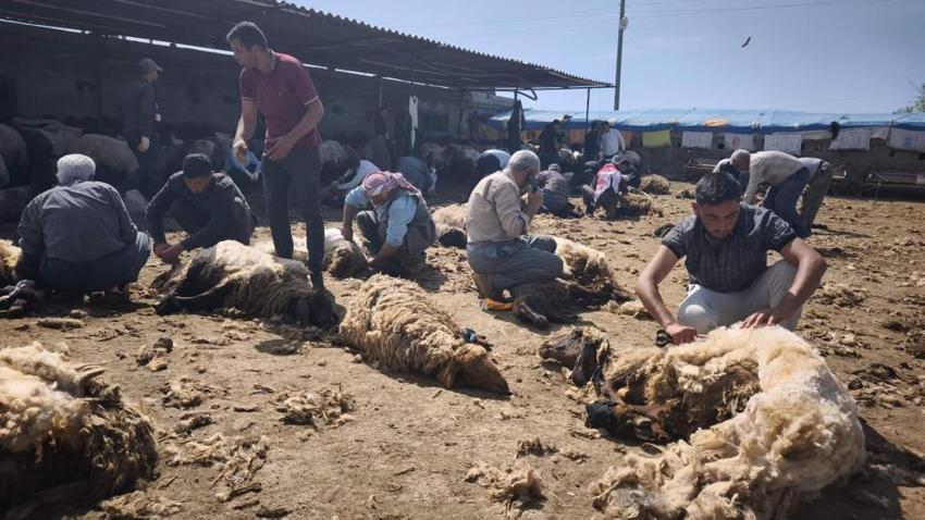 Şırnak'ta göçerler yüzyıllık gelenek için bir araya geldi: 400 hayvan el birliğiyle kırkıldı! Sadece iş değil, gönül birliği oldu