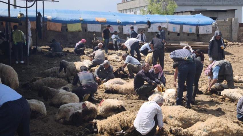 Şırnak'ta göçerler yüzyıllık gelenek için bir araya geldi: 400 hayvan el birliğiyle kırkıldı! Sadece iş değil, gönül birliği oldu
