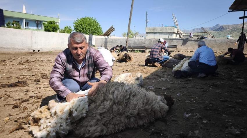 Şırnak'ta göçerler yüzyıllık gelenek için bir araya geldi: 400 hayvan el birliğiyle kırkıldı! Sadece iş değil, gönül birliği oldu