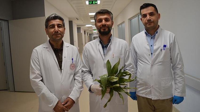 'Şeker hastalığına iyi gelir' tavsiyesiyle dağda topladığı otları yedi! Zehirlenen kadının organları hasar gördü