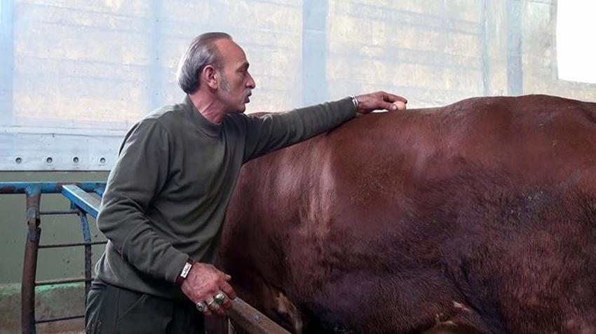 Hatay'da 1 tonluk dev boğa kurbanlık için satışa çıktı!