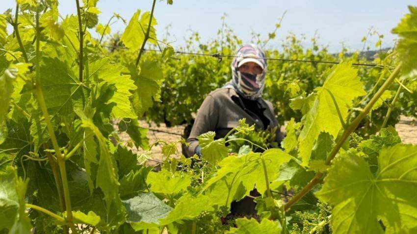 Denizli'de hasat başladı! Talebe yetişilemiyor: Kışlıkçılar sıraya girdi